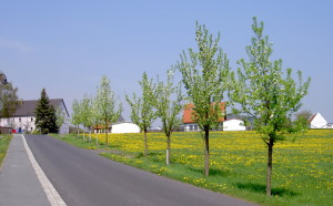 14. Hrušková alej za za Bertsdorfem I (Po 30.4.2012)