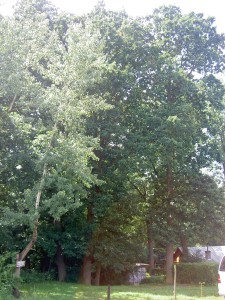 Lesík v Žizníkově - už jen na fotce