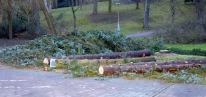 Kácení v Městském parku 2015 - 2.