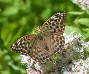 15. Samička stříbropáska II  (Po 3.8.2015)