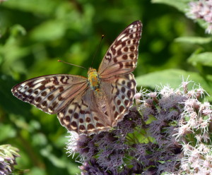 16. Samička stříbropáska III (Po 3.8.2015)